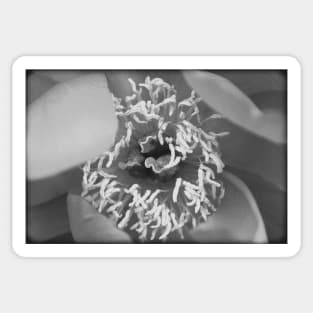 Vintage flower on a black and white film Sticker